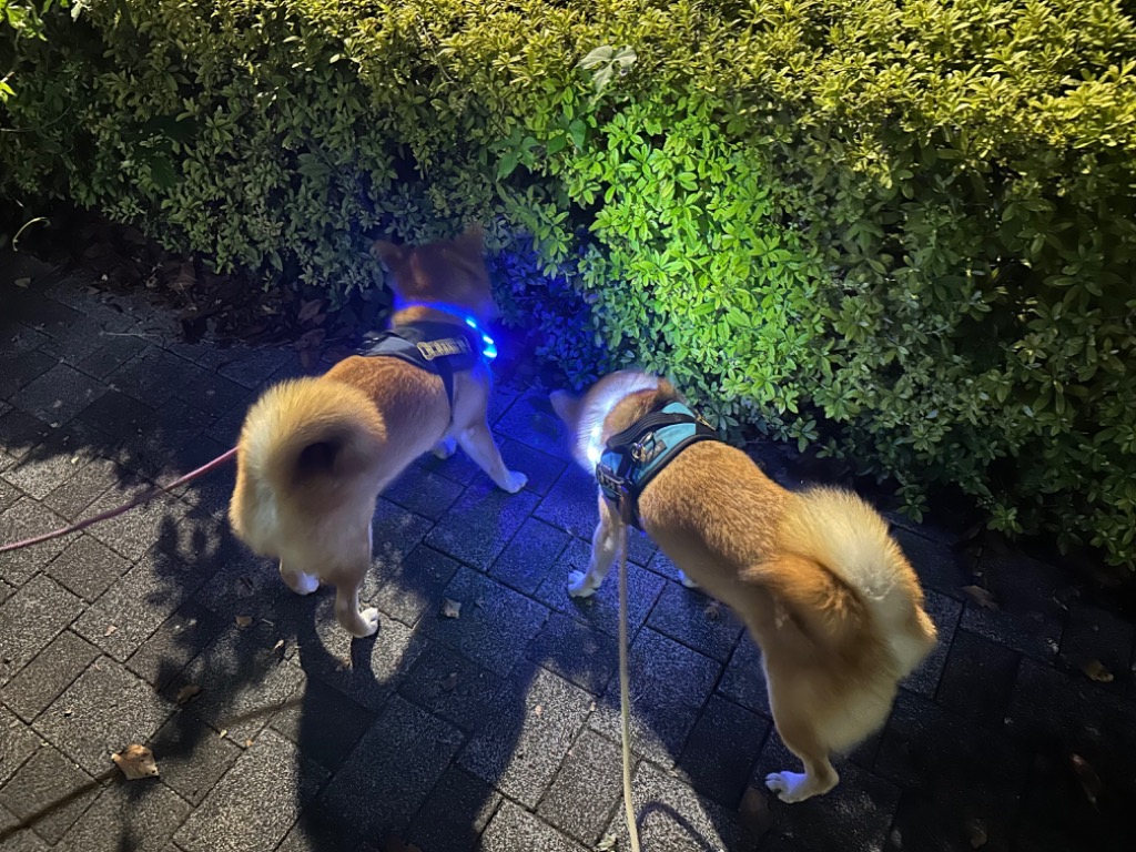 全体のレビュー画像 | 10-0