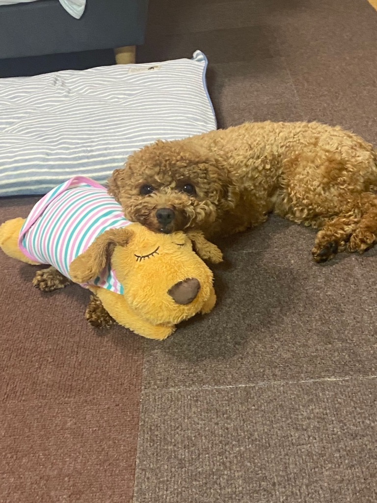 全体のレビュー画像 | 0-0