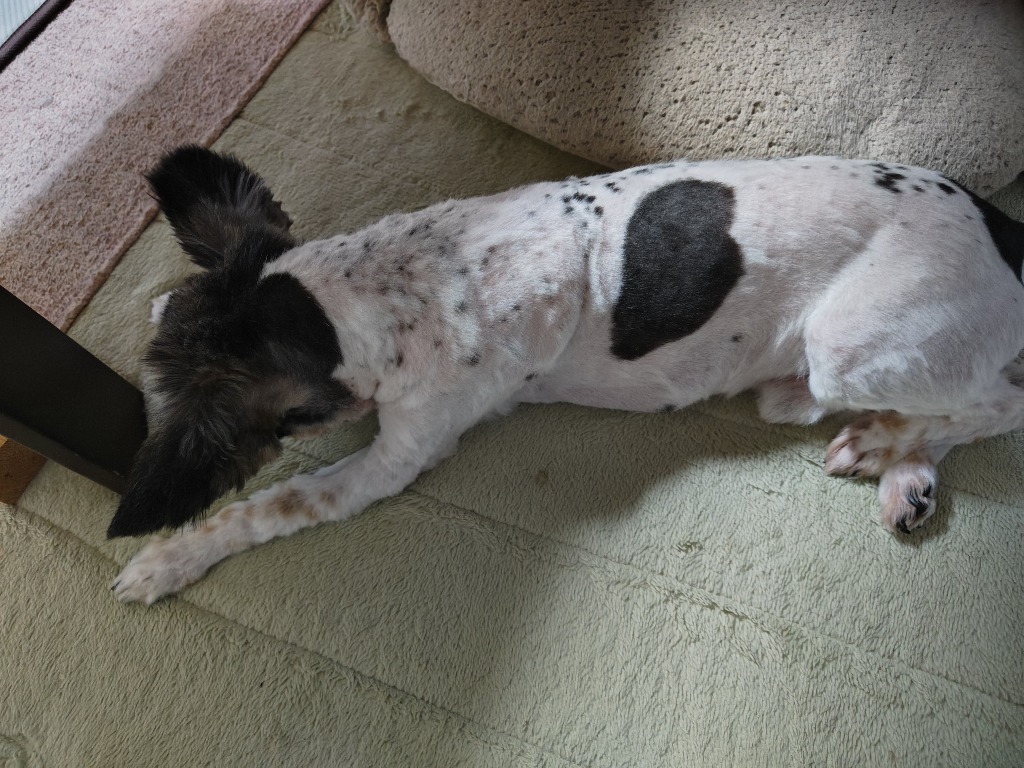 全体のレビュー画像 | 1-2