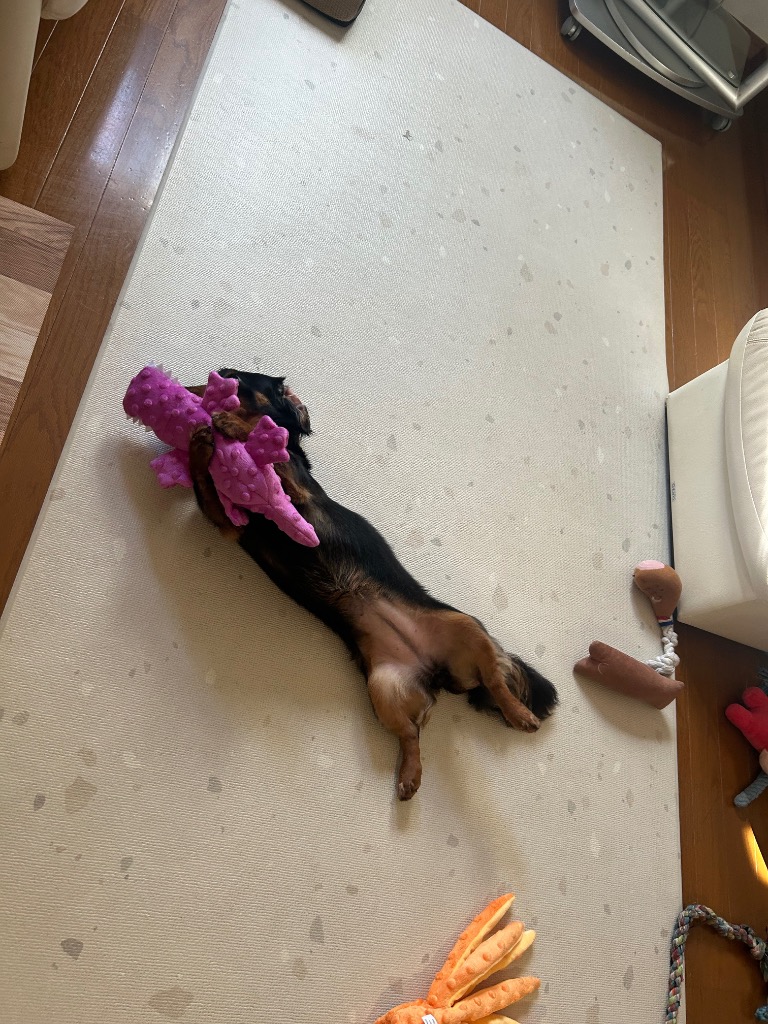 全体のレビュー画像 | 0-0