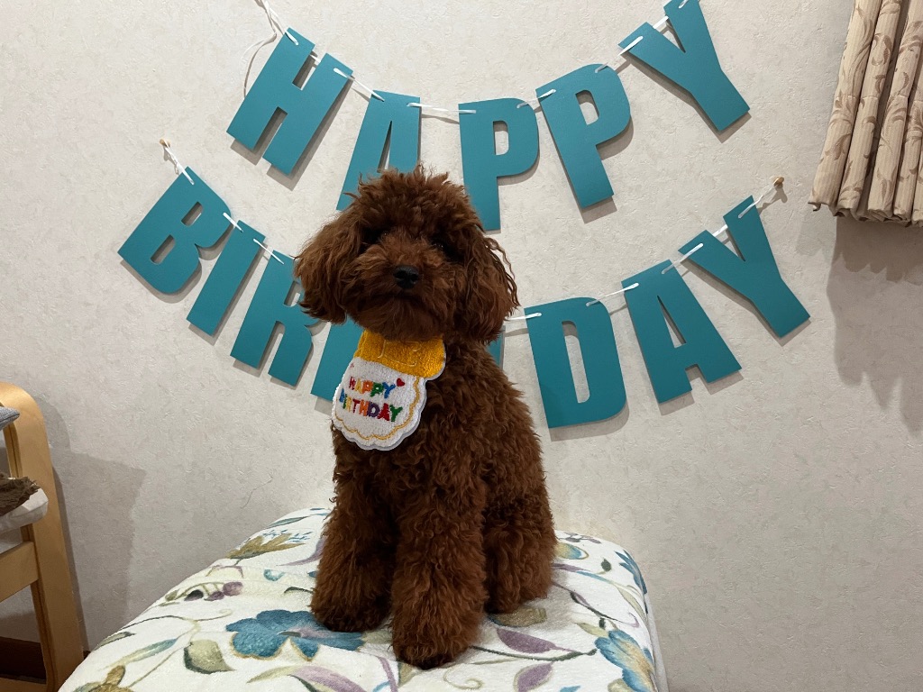 全体のレビュー画像 | 1-0