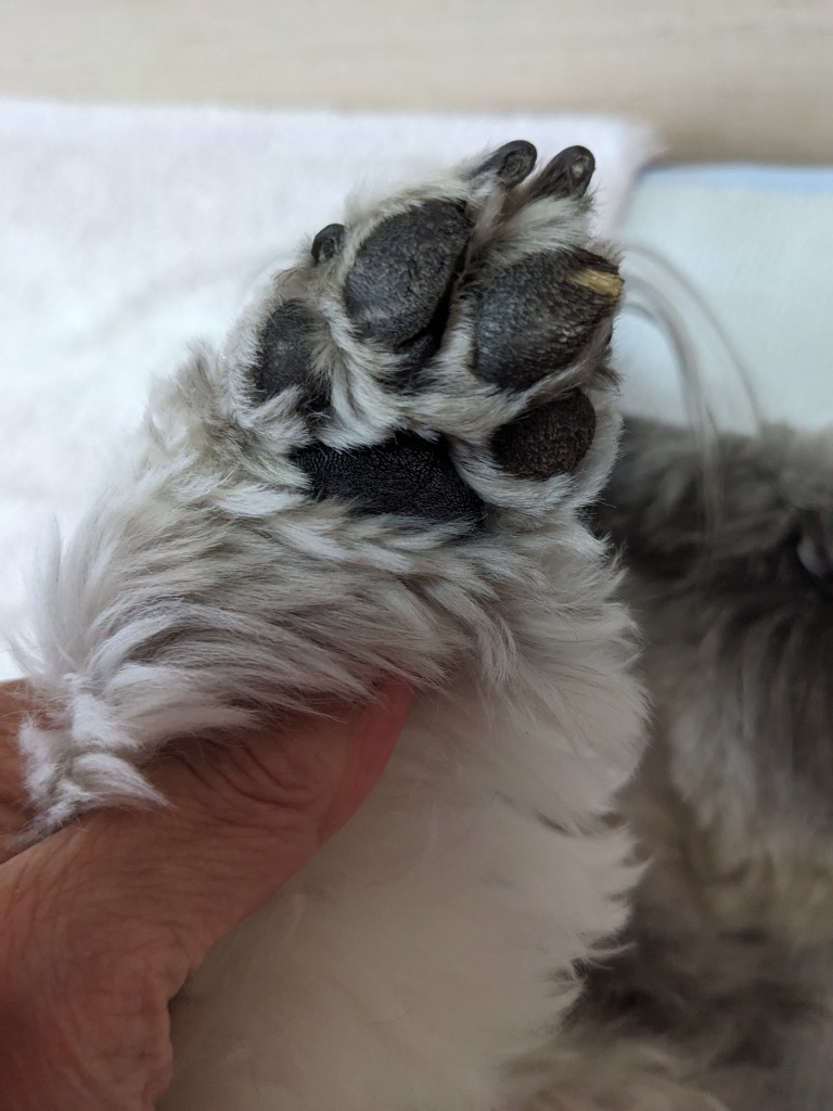 2件目のレビュー画像 | 1