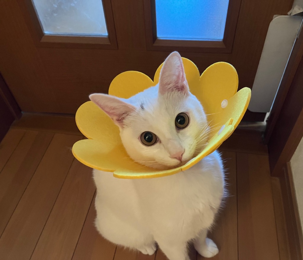 3件目のレビュー画像 | 0