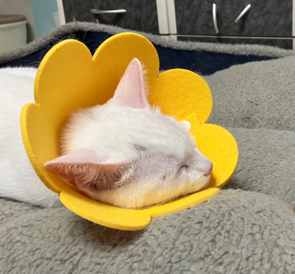 3件目のレビュー画像 | 3