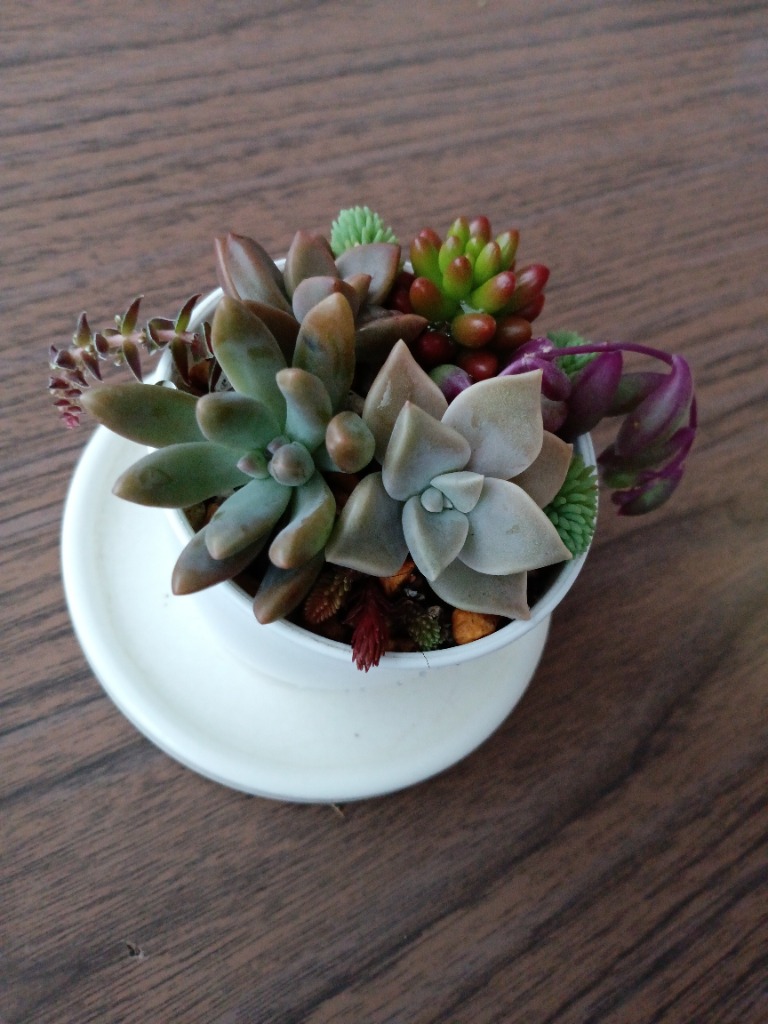 多肉植物 寄せ植えセット 初心者さんセットA 寄せ植え セット 鉢 多肉植物 寄せ植えセット 初心者さんセットA 寄せ植え セット 鉢