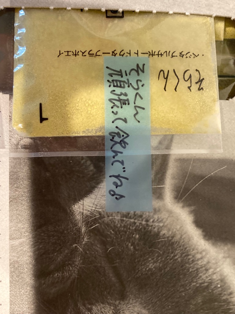 ベジタブルサポート ドクタープラス ホエイパウダー 肝臓用 猫用