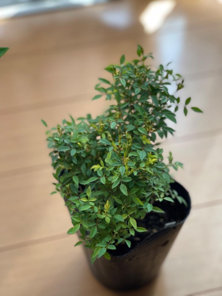 バラ苗 挿し木苗 12cmポット ピッコリーナ : Apple Roses - 通販