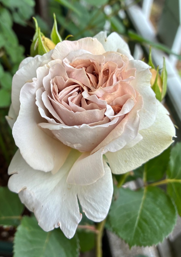 バラ苗 即納 大苗 18cmポット シャロン : Apple Roses - 通販 - Yahoo