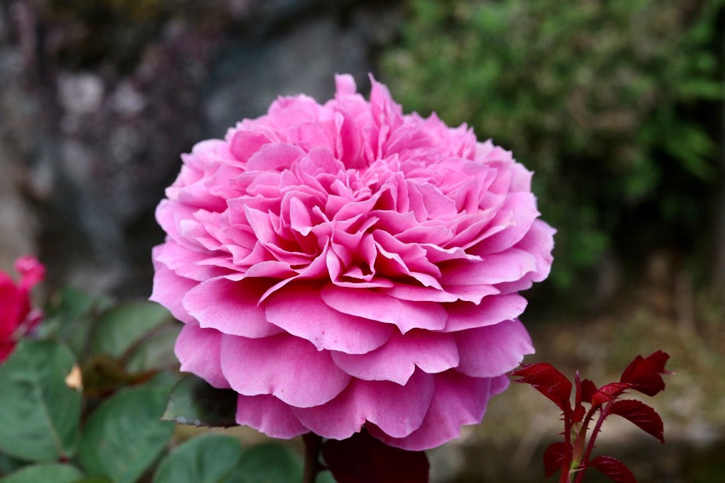 レア　❀同梱専用❀2550円　バラ　苗　♡♡ふぇいと バラ苗 大苗 18cmポット ラフ メイカー : Apple Roses - 通販