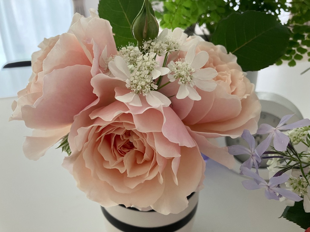 花のメルヘン バラ苗 大苗 18cmポット メルヘン クーゲル : Apple Roses