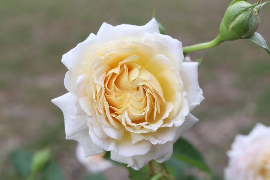 バラ苗 大苗 18cmポット ミルフィオーリ : Apple Roses - 通販