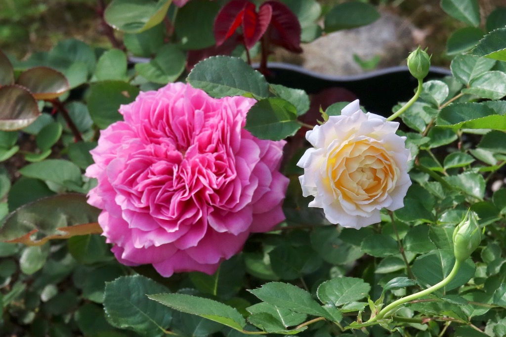 バラ苗　mille バラ苗 新苗育成苗 18cmポット ミルフィオーリ : Apple Roses