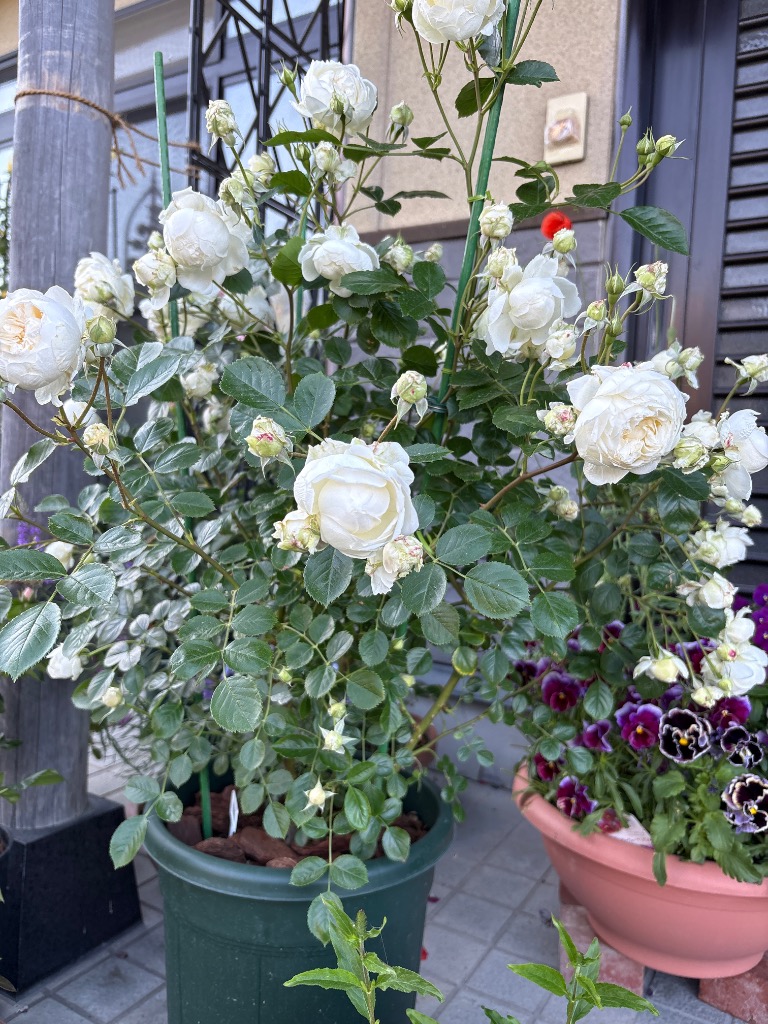 バラ大苗　3品種セット roseshop_322-1300030107-006