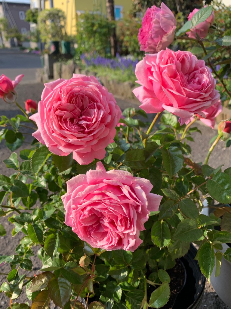 バラ苗 即納 大苗 18cmポット ピクニック マーチ : Apple Roses - 通販