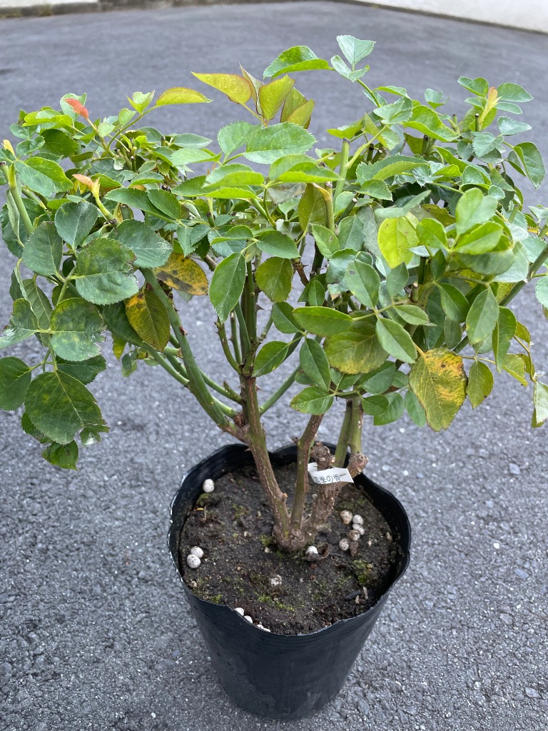 ★バラ苗★木立・四季★　かおりかざり　◎甘い南国フルーツの香りが漂うＦ＆Ｇローズ♪　大株H6-28 坂野ガーデンオリジナルローズ | P\u0027s SHOP