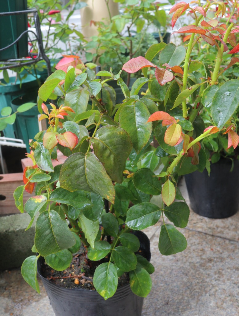 バラ苗 新苗育成苗 18cmポット ハロー スワロー : Apple Roses - 通販