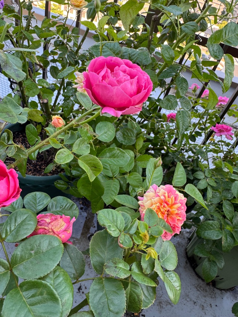 バラ苗 新苗育成苗 18cmポット ラブ・シック : Apple Roses - 通販