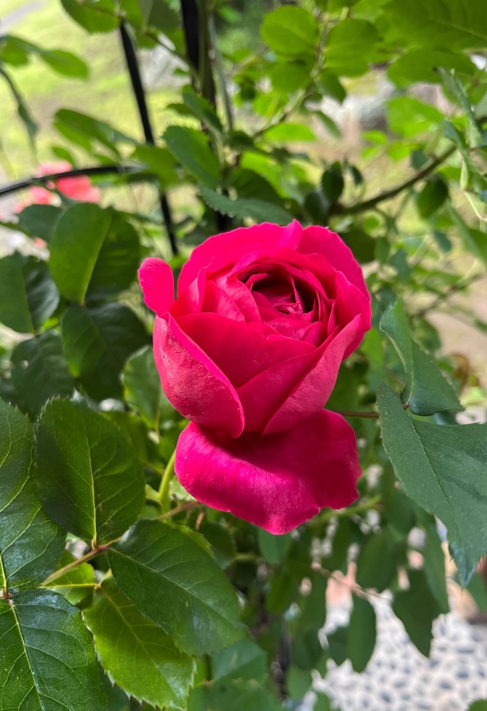 バラ苗 新苗育成苗 18cmポット マイスタージンガー : Apple