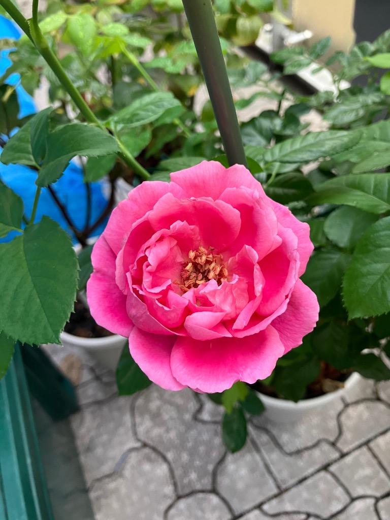 バラ苗 新苗育成苗 18cmポット マイスタージンガー : Apple