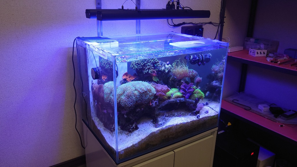 レッドシー ZOOX ラグーンシャイナー 60 レクタングル サンゴ