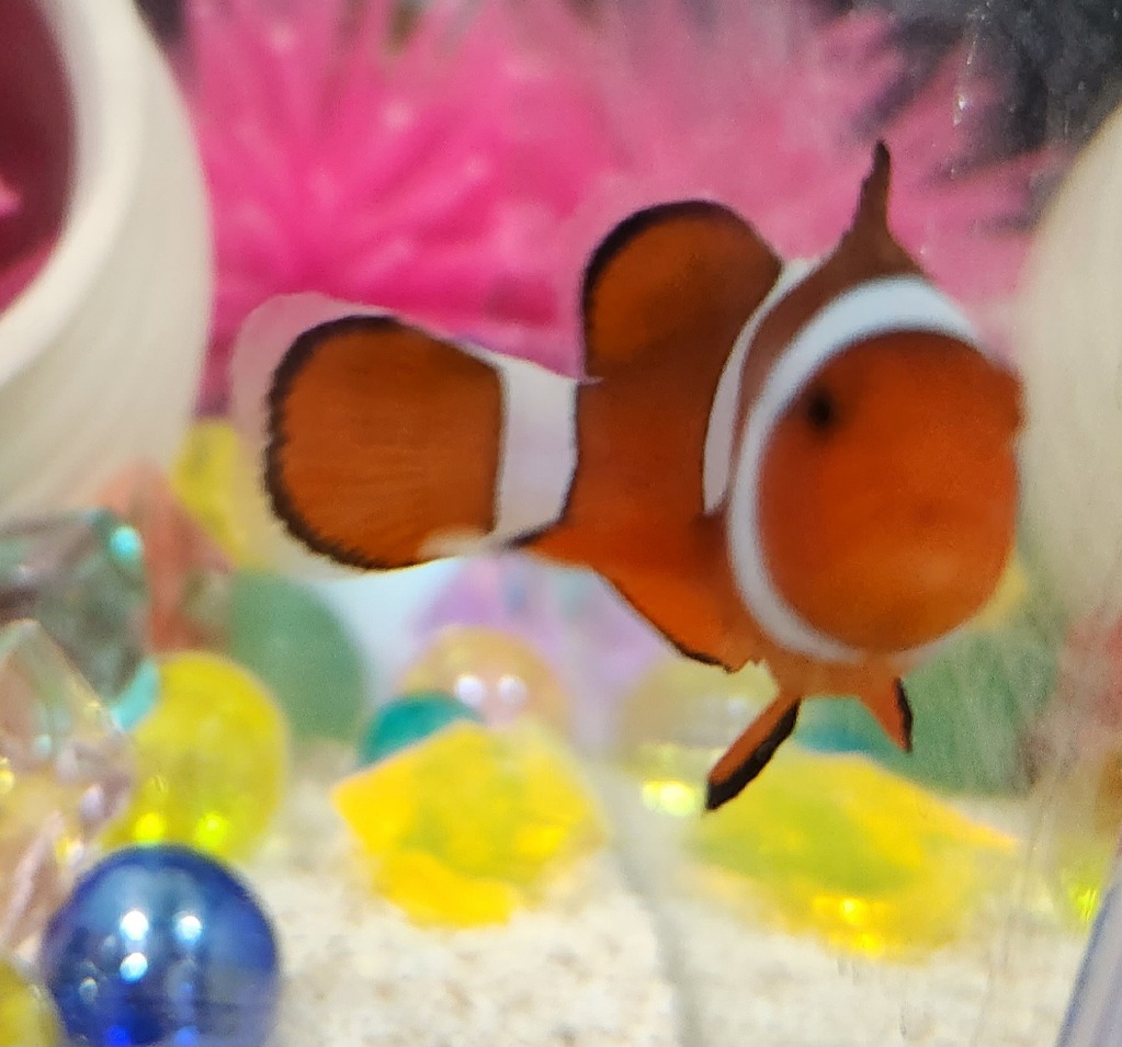 カクレクマノミ【Lサイズ】5-6cm(A-0237) 海水魚 サンゴ 生体 : a-0237 : アクアギフト - 通販 - Yahoo!ショッピング