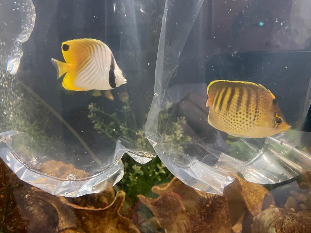 シチセンチョウ 7-9cm±(A-0276) 海水魚 サンゴ 生体 :A-0276:アクアギフト 通販 