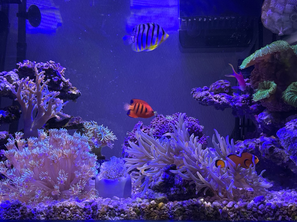 クリスマス産】フレームエンゼル 6-8cm±!海水魚 生体 ヤッコ15時