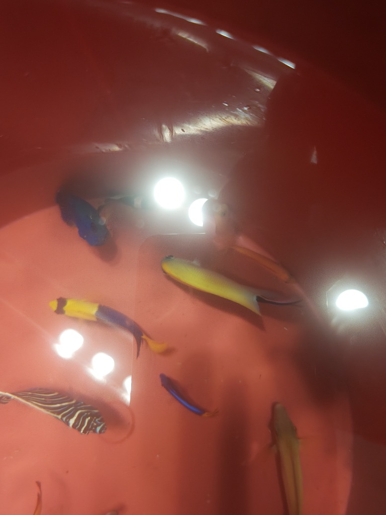 ヤッコ ヤッコ ニシキヤッコ 成魚 Lサイズ(1匹) | チャーム
