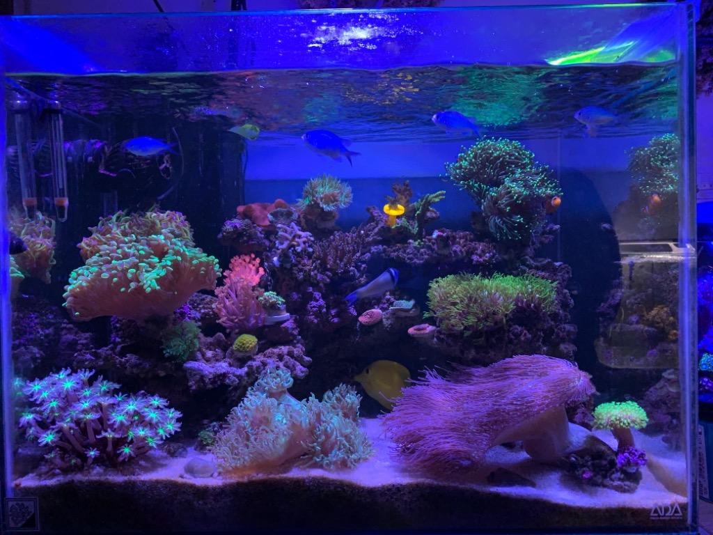 2021春夏新作】 べっぴん珊瑚 サンゴフード リーフチャージ ５００ｍｌ 植物性プランクトン クロレラ スピルリナ 