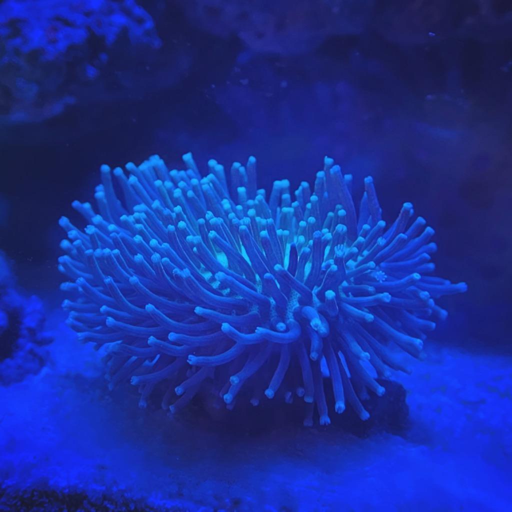 べっぴん珊瑚 リーフチャージ 500ml (C-3896) 海水魚 サンゴ 生体 :C-3896:アクアギフト 通販 
