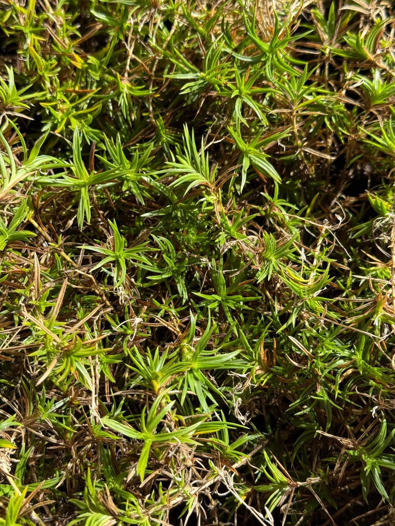 全体のレビュー画像 | 1-0