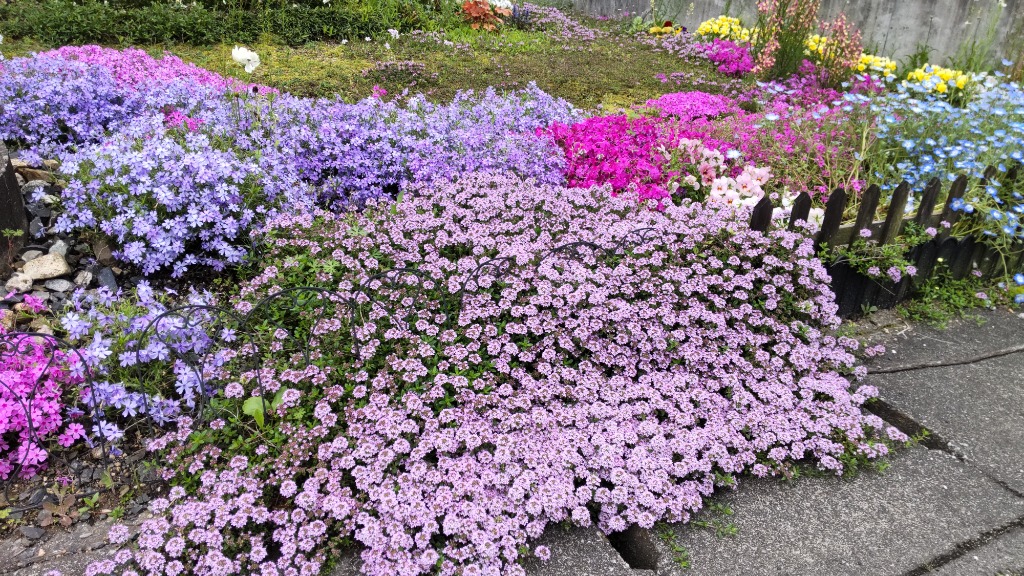 芝桜(シバザクラ)ダニエルクッション 1株 9センチ 3号 芝桜(シバザクラ)ダニエルクッション 1株 9センチ 3号