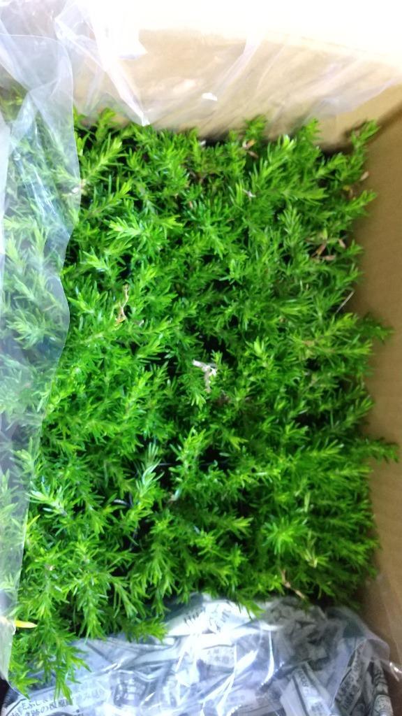 全体のレビュー画像 | 5-1