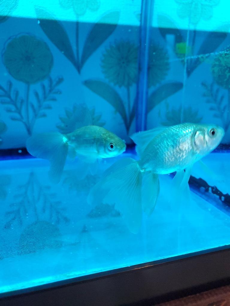 金魚】国産 東海錦 青仔 1匹【生体】 : アクアペットサービス