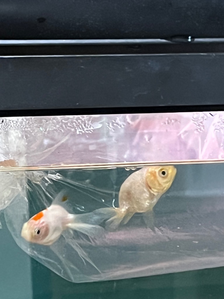 金魚 中国産 白らんちゅう 少緋入り SM 1匹 生体 : アクアペット