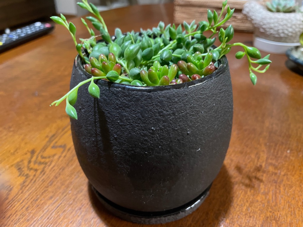 陶器鉢 植木鉢 ミニポット ボウル ブラック 黒 マットブラック