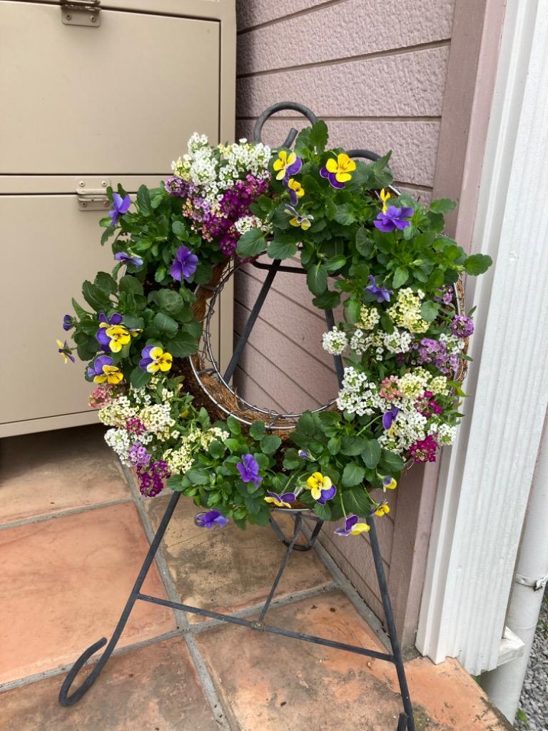 水苔 約150g classic 送料無料 ニュージーランド産 : きのくに種苗店