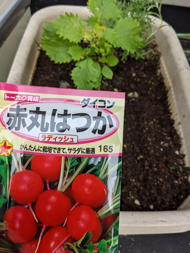 ３袋以上でクーポン割引 赤丸 はつか 大根 ラディッシュ ２０日 ダイコン 種 郵便は送料無料 :tk10bakamaru20ka:きのくに種苗店 -  通販 - Yahoo!ショッピング