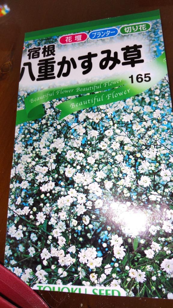 ３袋以上でクーポン割引 宿根 八重 かすみ草 カスミソウ 種 郵便は送料無料 :tk10csyukkonnyaekasumi:きのくに種苗店 - 通販  - Yahoo!ショッピング