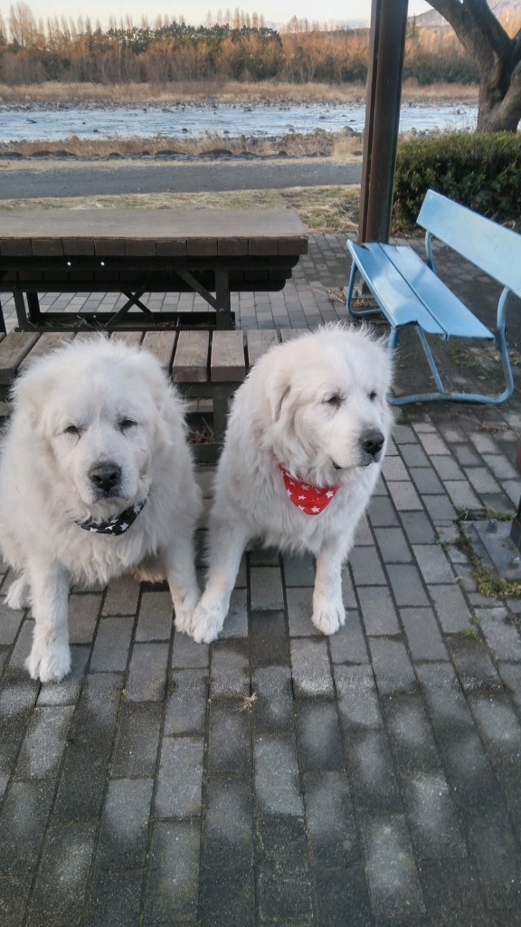 ☆　レミンちゃん様│クリーム&ローション　、イオ-ヌソープ 楽天市場】【シカ セラム】 TORRIDEN BALANCEFUL CICA SERUM