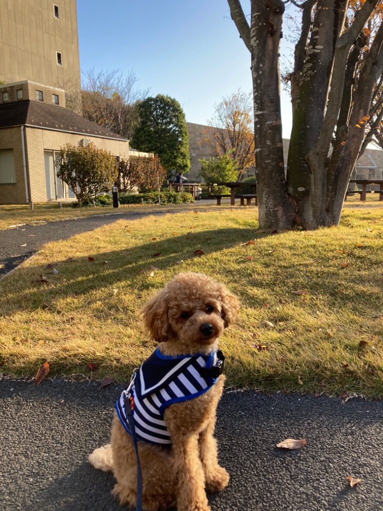 全体のレビュー画像 | 12-0