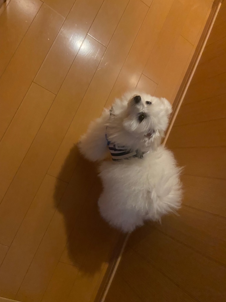 全体のレビュー画像 | 4-0