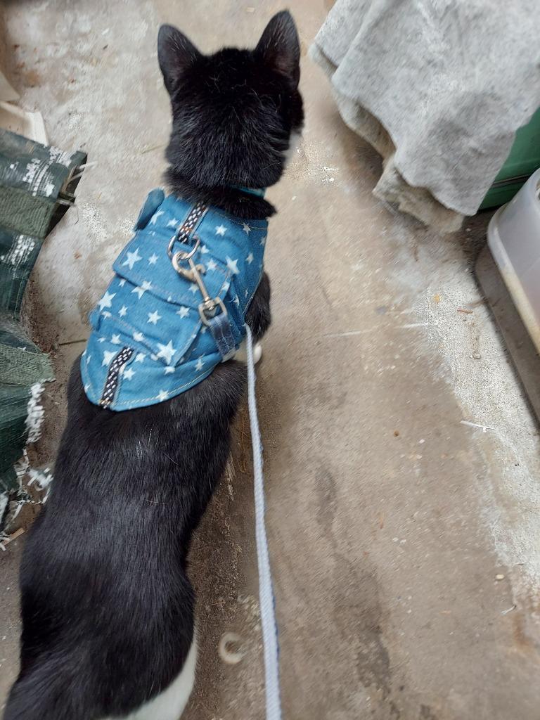 全体のレビュー画像 | 4-0