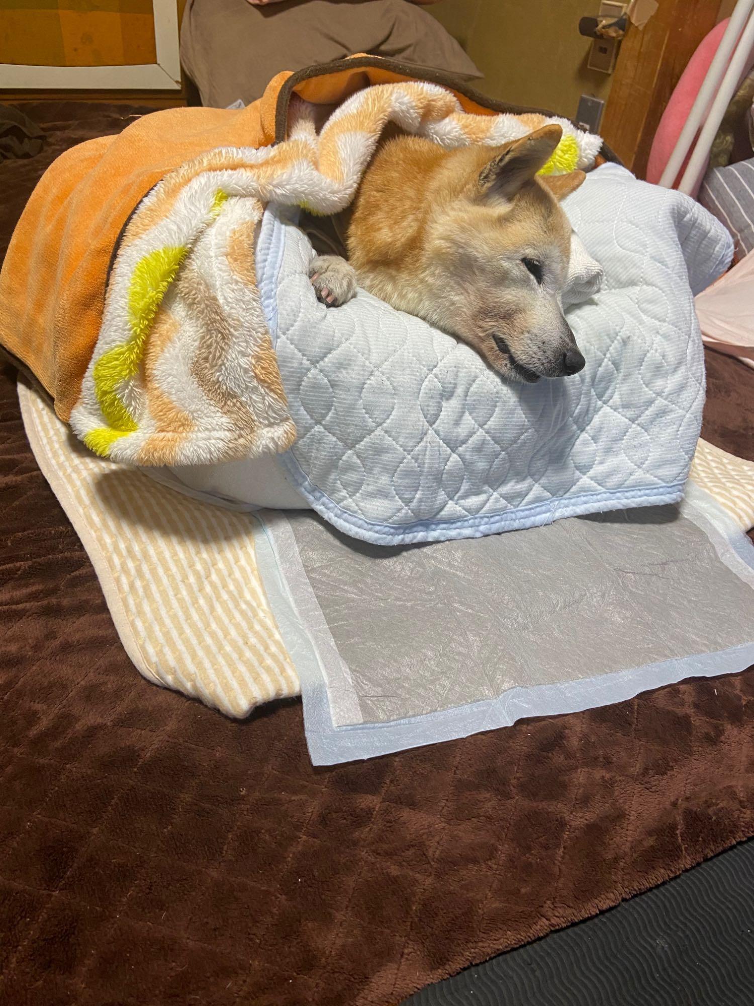 介護用 ドッグ ベッド Lサイズ XLサイズ 洗える 床ずれ 寝たきり 防止 防水 カバー 犬 猫 ペット 小型 中型 大型 老犬 老猫 高齢