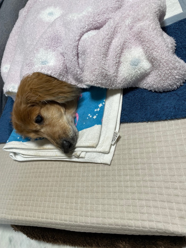 全体のレビュー画像 | 2-0