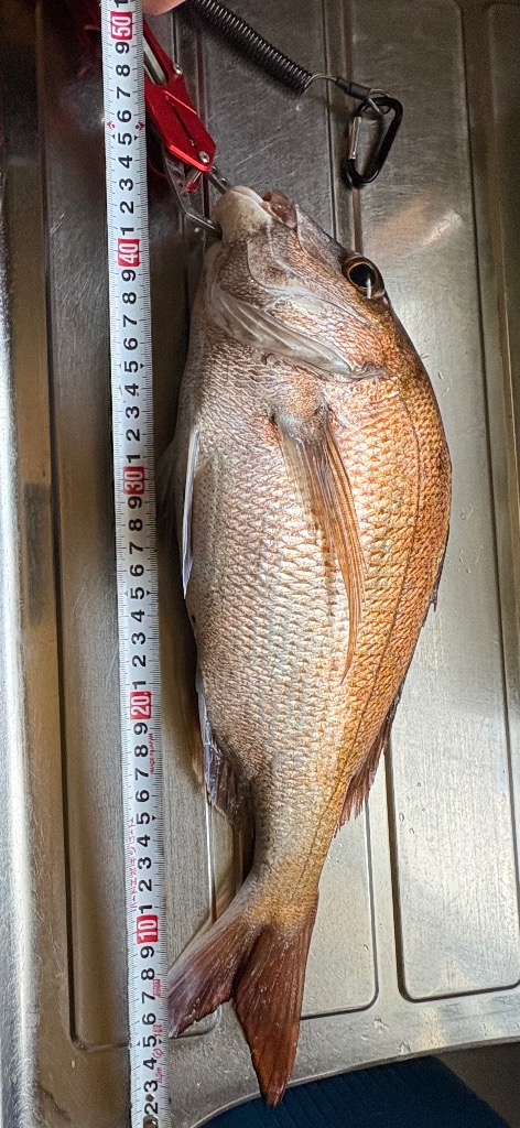 魚群探知機 魚探 最新 カラー ポケット魚群探知機 100m 平探査