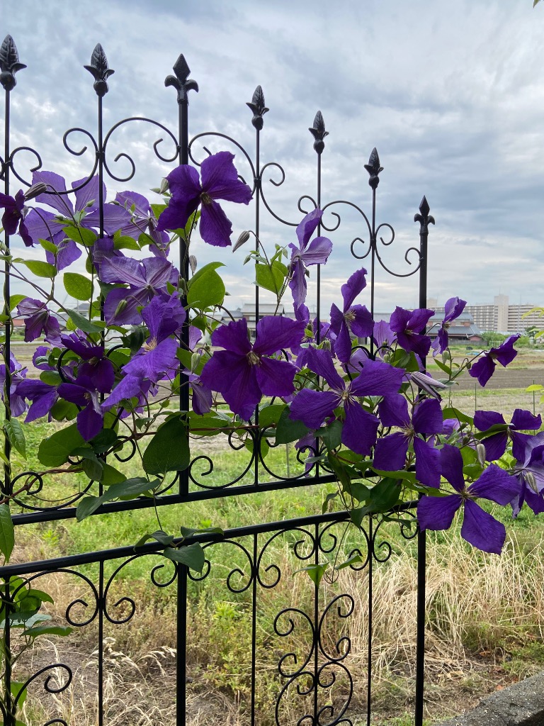 IBフェンス(ローズワイド)ハイタイプ 2枚セット アイアンフェンスdiy