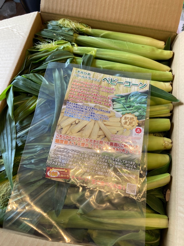 50本以上入り 「朝採りベビーコーン」 皮付き 山梨県産 ヤング