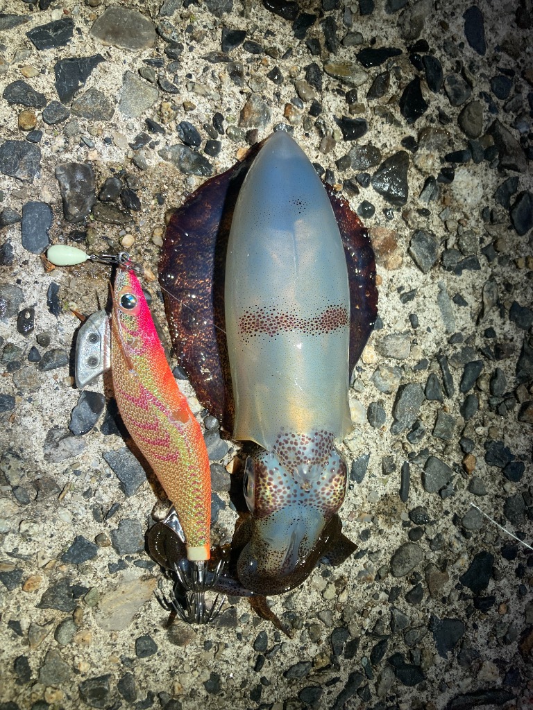 くろ❷耐寒ヤマシタマンゴー特大　耐寒・豊産性 エギ王 K｜YAMASHITA｜イカ釣りで世界トップクラス