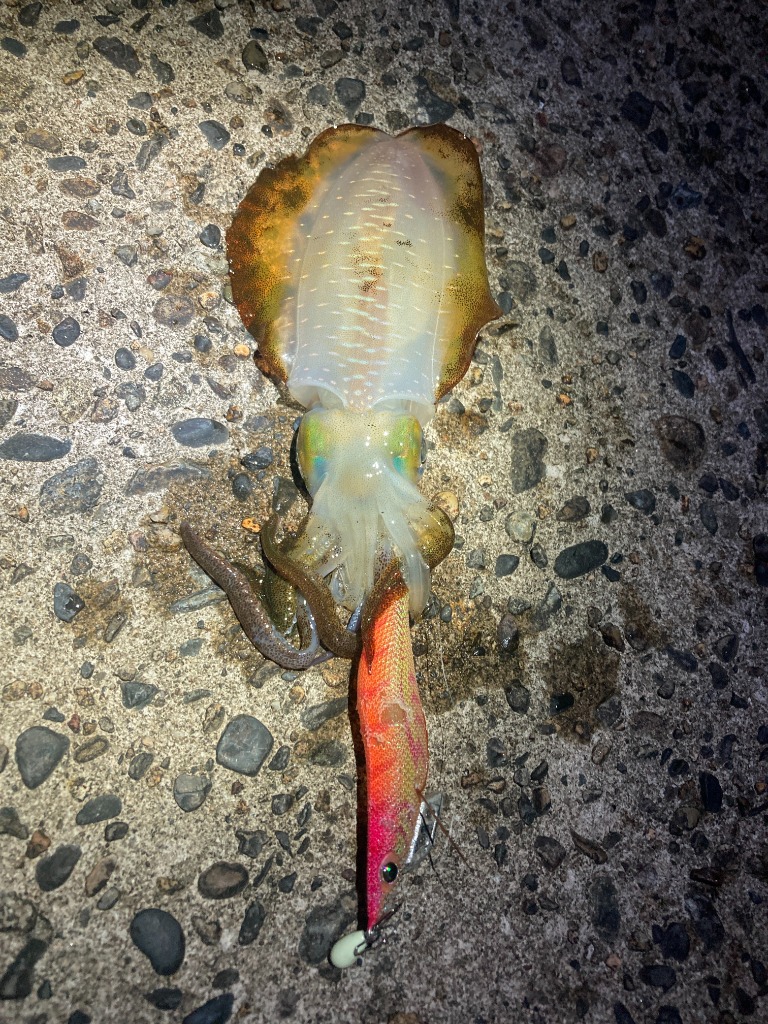 ヤマシタ エギ王 K 3.0号 025)オラオラマンゴー : 釣具